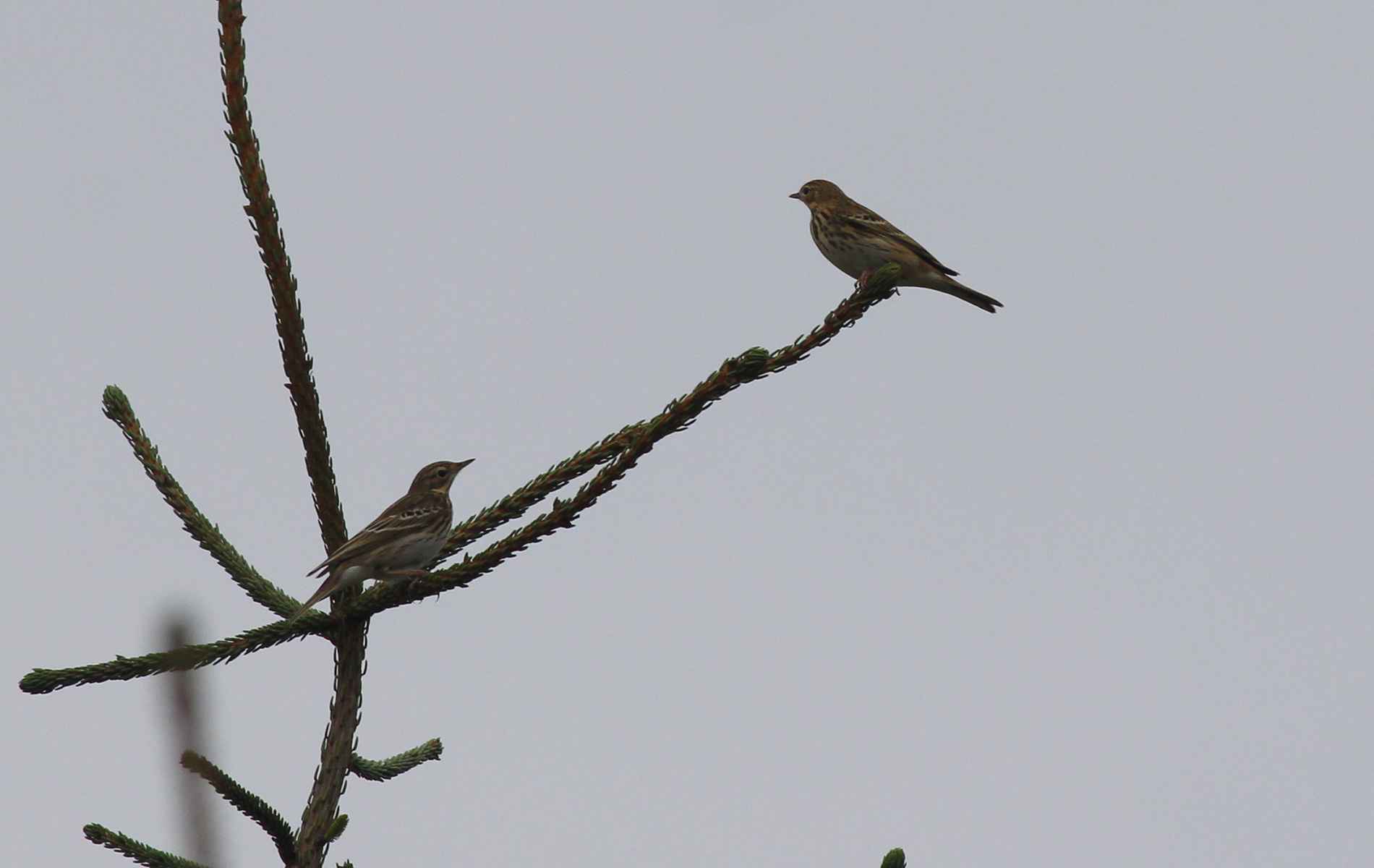 Tree Pipit